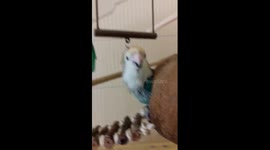 Peeps loves his new toy (new camera)