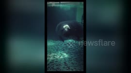 Newsflare Edit - Manatee Gymnast!