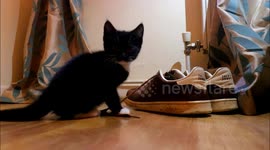 Just a kitten playing with some shoes