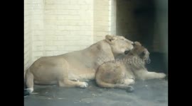 Mama Lion and baby lion