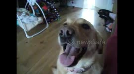 Dog fetches baby items