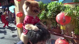 Pomeranian dog watches Chinese New Year festival