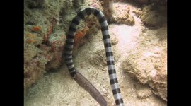 Sea snake eats moray eel