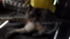 Stray cat licking and cleaning herself