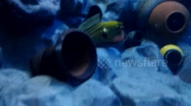 Eel Eels in their artificial habitat