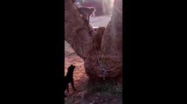 Monkey and dog playing and fighting