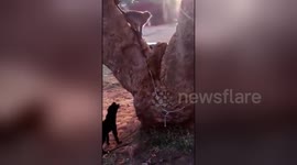 Monkey and puppy playing and fighting