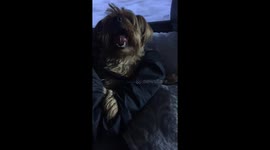 Puppy Does Xena Chant
