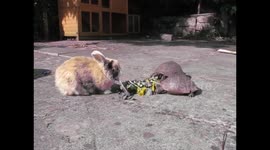 Age-old rivals 'tortoise and hare' have a picnic together