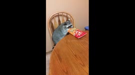 Our Raccoon loves chetoos
