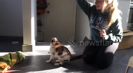 Kitten Jumping in Slo-Mo