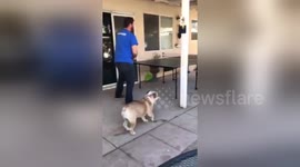 Newsflare Edit - Doggie wants to play Too!!