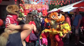 Pomeranian dog watches Chinese New Year festival
