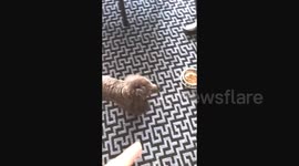 Newsflare Edit - Lazy dog refuses to eat unless he's hand-fed