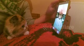 My kitten get angry when watch her video