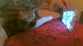 My kitten watch cats fight on smartphone and my husky watch us