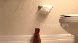 Kitten Discovers Toilet Paper