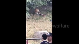 Man killed by tiger in zoo after scaling wall to avoid paying for ticket