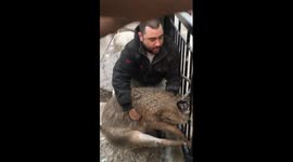 Crazy deer rescue gone horribly wrong