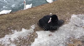 Good samaritan rescues frozen bird on the shore of a river