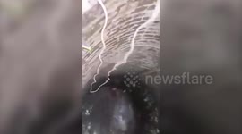 Dog pulled out of well by clinging onto rope with mouth