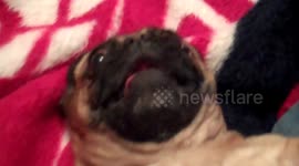 Pug Gremlin Voice - Jack