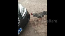 Rooster fights with its own reflection