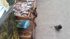 Squirrel steals a package of chestnut from vendors