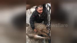 Newsflare Edit - Crazy deer rescue gone horribly wrong