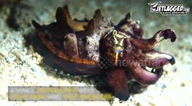 The Jetlagged: A Flamboyant Cuttlefish flashing its colours