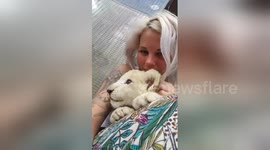 Newsflare Edit - Cuddling with a white lion