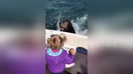 Toddler feeds curious sea lion from boat