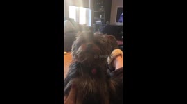 Massage sends sleepy puppy into a trance