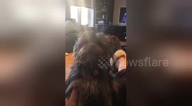 Newsflare Edit - Massage sends sleepy puppy into a trance