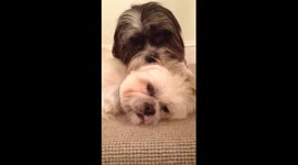 Adorable fluffy dogs showing each other affection