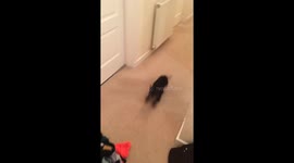 naughty puppy steals a sock