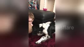 Newsflare Edit - Puppy v Baby