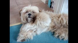 Fluffy Lazy Dog
