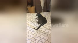 Newsflare Edit - Funny! Cat FREAKS Out on Nothing Lands in A Bag on Floor