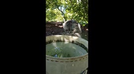 Pugandcat : Cat at the waterhole