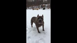PItbull bite in slo-mo