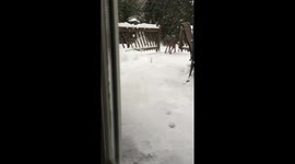 Dog bark or Lion Roar?