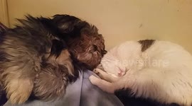 Cat and dog sleeping together