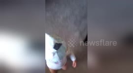 Newsflare Edit - DIAPER HEAD-FUNNY!