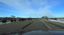 Bison herd causes traffic jam in Montana, USA