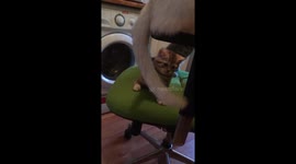 1 month 3 weeks old kitten plays with mom's tail