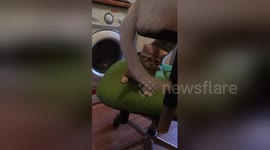 Newsflare Edit - 1 month 3 weeks old kitten plays with mom's tail