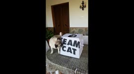 Pugandcat : team cat box