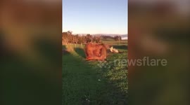 Adorable moment a bale of hay starts rolling on its own - with a calf inside