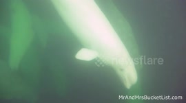 Pesky polar bears ruin amazing beluga whale dive experience